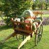 charrette pleines de courges