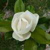 le magnolia 