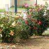 les rosiers