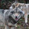 Les Loups du Gévaudan