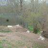 loups