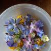 fleurs comestibles