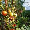 tomate Les Maraichers de l'Auberdière