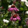 Biodiversité au jardin