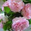 Roses du jardin