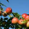 Pommes du jardin