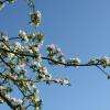 Pommiers en fleurs