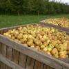 Récolte de pommes