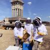 Miel "Les Ruchers de Montreuil" au rucher de la Mairie de Montreuil lors d'une séance d'initiation et de sensibilisation à l'apiculture sur le toit de l'hôtel de ville avec le beffroi en arrière plan