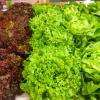 Belles Salades de producteur !!! 