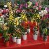 Fleurs pour votre jardin, Jardinerie Pépinière Horticulture les Serres de la Droude, Vézénobres (30360)