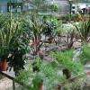 Plantes d'intérieur, Jardinerie Pépinière Horticulture les Serres de la Droude, Vézénobres (30360)