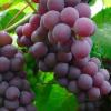 Raisin et jus de raisin Bio à Couture sur Loire (41800) : Vergers du Bel Air