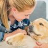 LMC Dog - Éducateur Comportementaliste Canin dans le Val d'Oise, l'Eure et les Yvelines