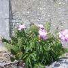 Accueil Logis de lAstrée, entre cactus et pivoines