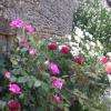 rosiers Astrée au Logis