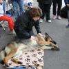 Elmo / Berger Allemand/ chien de recherche breveté / 2014