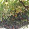 ombrager par des vigne de 30 ans d'age!!!