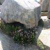 Flore du gouffre