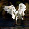 GRANDE AIGRETTE