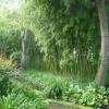 Dans le jardin d'eau : la bambouseraie.