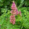 Lupin