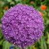 Allium Giganteum.