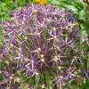 Allium Alflatunense.