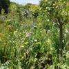coquelicots et arbres fruitiers