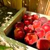 Plateau de Peche/Necta