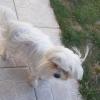 Selphie, Bichon Maltais, anxieuse.