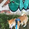Mitsuki, Shiba Inu, réactif aux chiens.