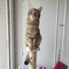 Putty, chat européen, agressif avec certains humains.
