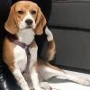 Tequila, Beagle, malpropre.