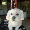 tonte sur joliebichon