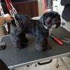 tonte shih tzu
