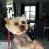 tonte courte york