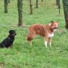 Cours éducation canine