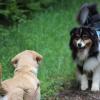 Cours rééducation canine