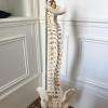 Colonne vertébrale chiropraxie