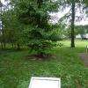 Arbre planté à la mémoire de ces incorporés de force