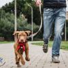 Milie KniD – Comportementaliste et éducateur canin entre Dourdan, Chartres et Rambouillet 