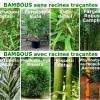 BAMBOUS