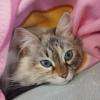 garde de chat à domicile