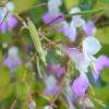Fleur de mon enfance, appuyer sur la gousse et surprise !!
