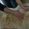 Physio-massothérapie canin