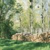 abattage d'arbres 78