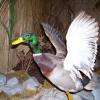 Canard colvert en plein envol