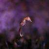 Hippocampe