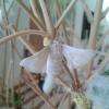 Bombyx du murier
